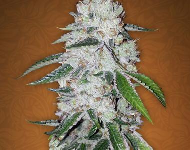 Fast Buds - West Coast OG cannabis seed