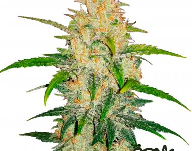 Fast Buds - Zkittlez Auto cannabis seed