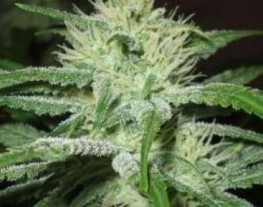 Female Seeds - Auto Speed Bud cannabis seed