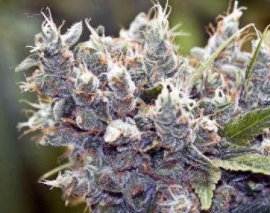 Female Seeds - Bubblegummer cannabis seed