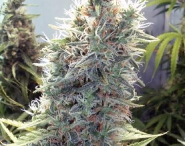 Female Seeds - C99 cannabis seed