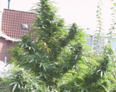 Female Seeds - Easy Sativa cannabis seed