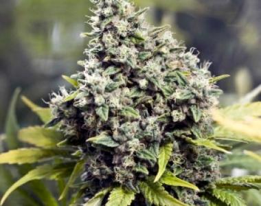 Female Seeds - Grapefruit cannabis seed