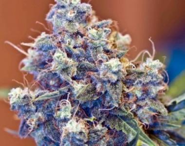 Female Seeds - ICED Grapefruit cannabis seed