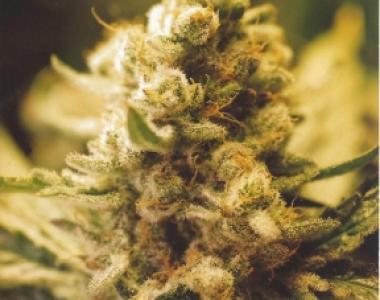 Female Seeds - Lemon Kush cannabis seed