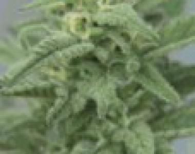 Female Seeds - Maroc cannabis seed