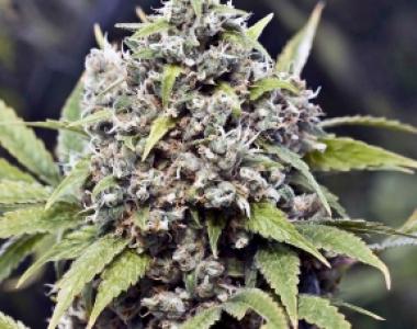 Female Seeds - Pure AK cannabis seed