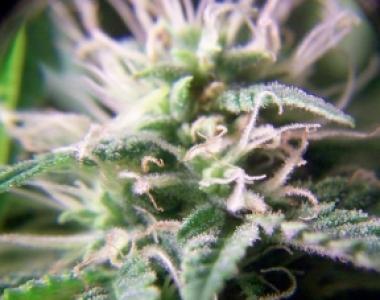 Female Seeds - Purple Maroc cannabis seed