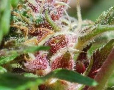 Female Seeds - Red Purps cannabis seed