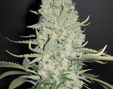Female Seeds - White Widow X Big Bud cannabis seed