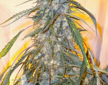 Flash Auto Seeds - Annapurna cannabis seed
