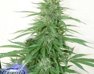 Flash Auto Seeds - Chaze cannabis seed