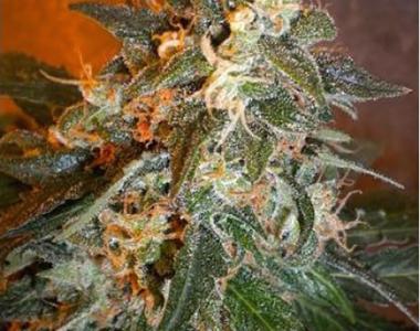 Flash Auto Seeds - Cobra cannabis seed