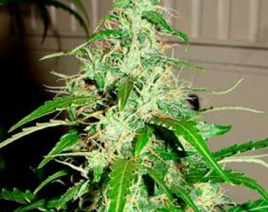Flash Auto Seeds - Sour Diesel Haze cannabis seed