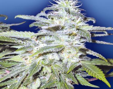 Flying Dutchmen Seeds - Afghanica cannabis seed