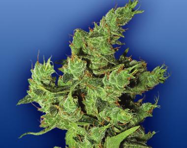 Flying Dutchmen Seeds - Amsterdam Mist cannabis seed