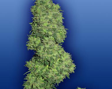 Flying Dutchmen Seeds - Dame Blanche cannabis seed