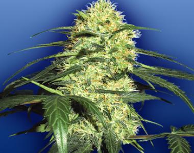 Flying Dutchmen Seeds - Dutch Delight cannabis seed