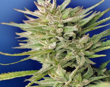 Flying Dutchmen Seeds - Early Durban cannabis seed