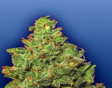Flying Dutchmen Seeds - Edelweiss cannabis seed