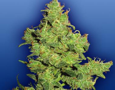 Flying Dutchmen Seeds - Flying Dragon cannabis seed