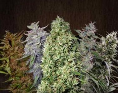 Flying Dutchmen Seeds - Flying Dutchmen Feminised Mix cannabis seed