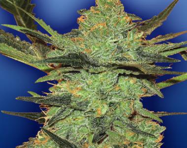 Flying Dutchmen Seeds - G Force cannabis seed