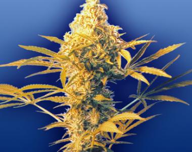 Flying Dutchmen Seeds - Haze Mist cannabis seed