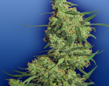 Flying Dutchmen Seeds - Nepal Kush cannabis seed