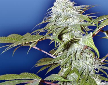 Flying Dutchmen Seeds - Pineapple Punch cannabis seed