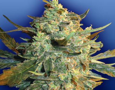 Flying Dutchmen Seeds - Power Skunk cannabis seed