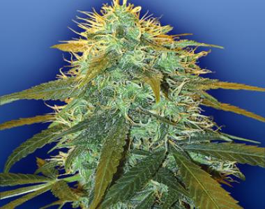 Flying Dutchmen Seeds - Skunk #1 cannabis seed