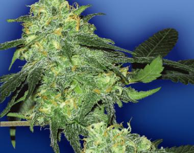 Flying Dutchmen Seeds - Skunk Classic cannabis seed