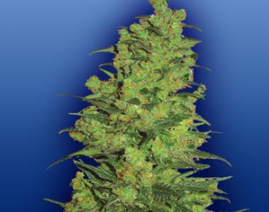 Flying Dutchmen Seeds - Temple Haze cannabis seed
