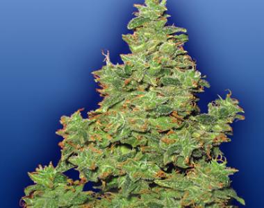 Flying Dutchmen Seeds - Voyager cannabis seed