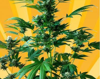 Freedom Of Seeds - Big Domina Auto cannabis seed