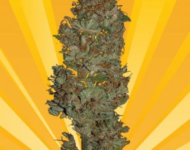 Freedom Of Seeds - Blue Angel cannabis seed