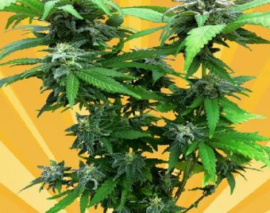 Freedom Of Seeds - Chunky Skunk cannabis seed
