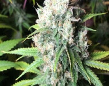 Freedom Of Seeds - Dieselicious cannabis seed