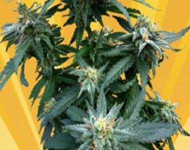 Freedom Of Seeds - Dr Kush cannabis seed