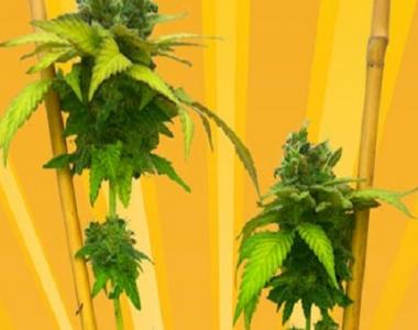 Freedom Of Seeds - Little Stilton Auto cannabis seed