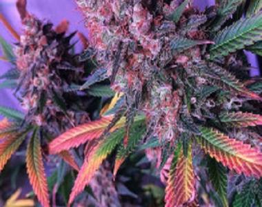 Freedom Of Seeds - Godberry cannabis seed