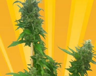 Freedom Of Seeds - Guerrilla Ryder Auto cannabis seed