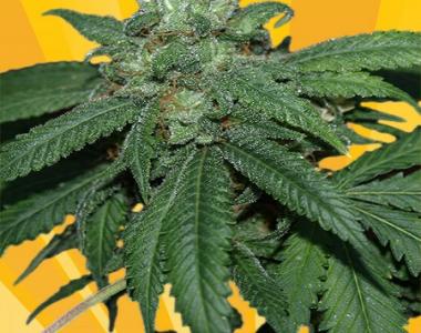 Freedom Of Seeds - Hash Lover cannabis seed