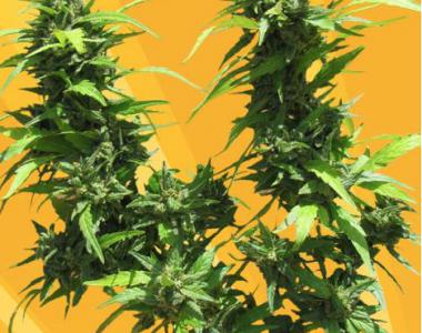 Freedom Of Seeds - Jack Auto cannabis seed