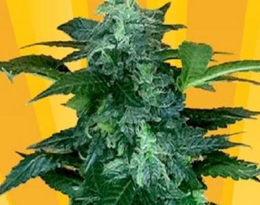 Freedom Of Seeds - Pixie Punch Auto cannabis seed