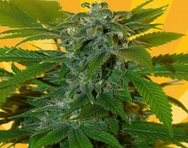 Freedom Of Seeds - Romberry cannabis seed