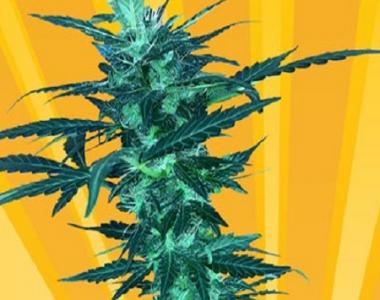Freedom Of Seeds - Short Nepali Auto cannabis seed