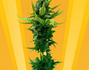 Freedom Of Seeds - White Goblin Auto cannabis seed