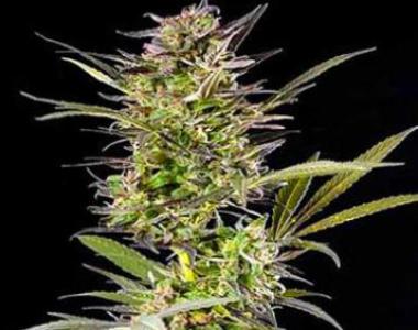 G13 Labs - Auto Berry cannabis seed
